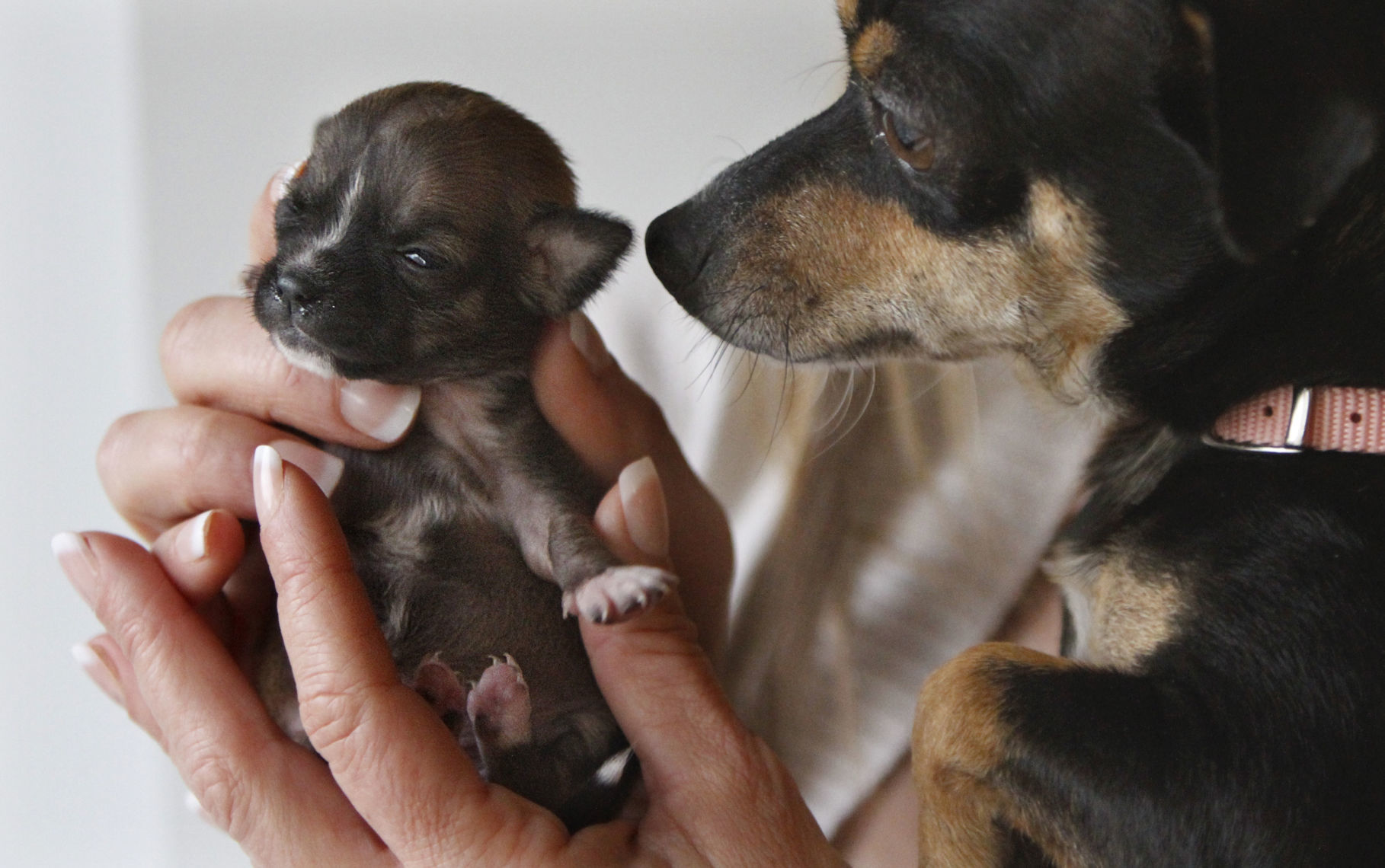 Tiny puppy